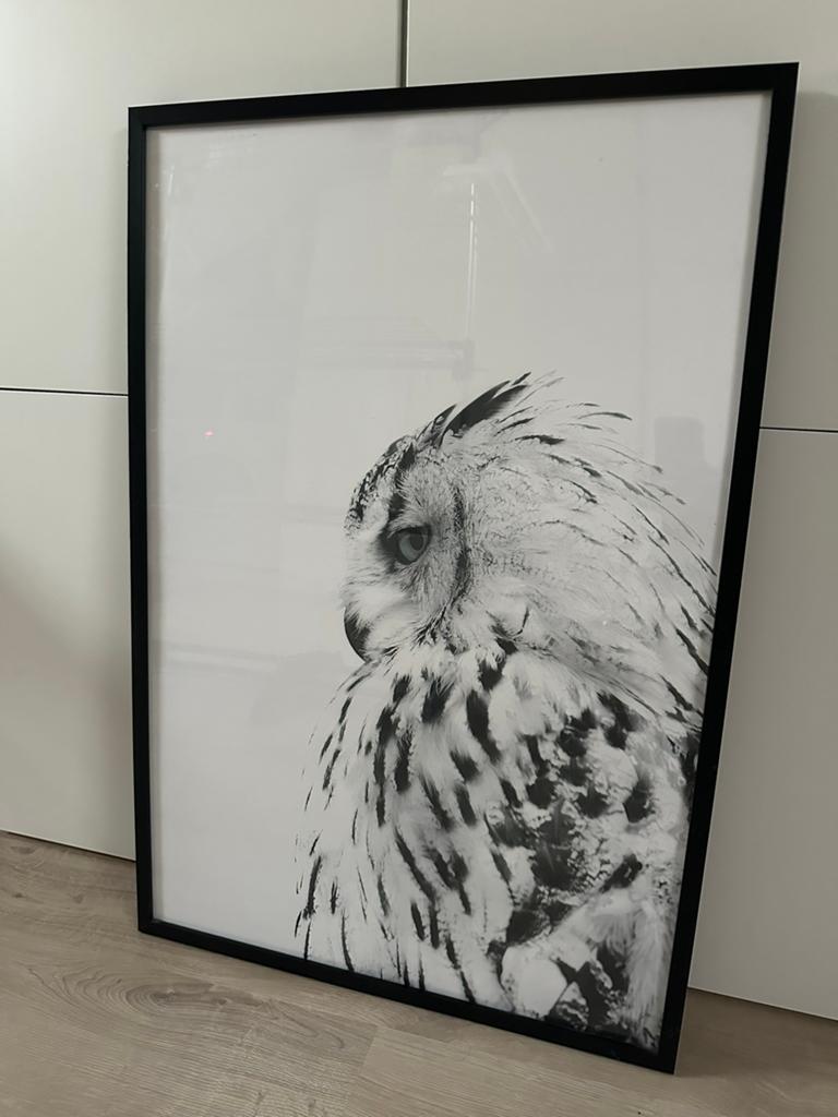 Poster Uil met zwarte lijst, Huis en Inrichting, Woonaccessoires | Schilderijen, Tekeningen en Foto's, Ophalen, Zo goed als nieuw