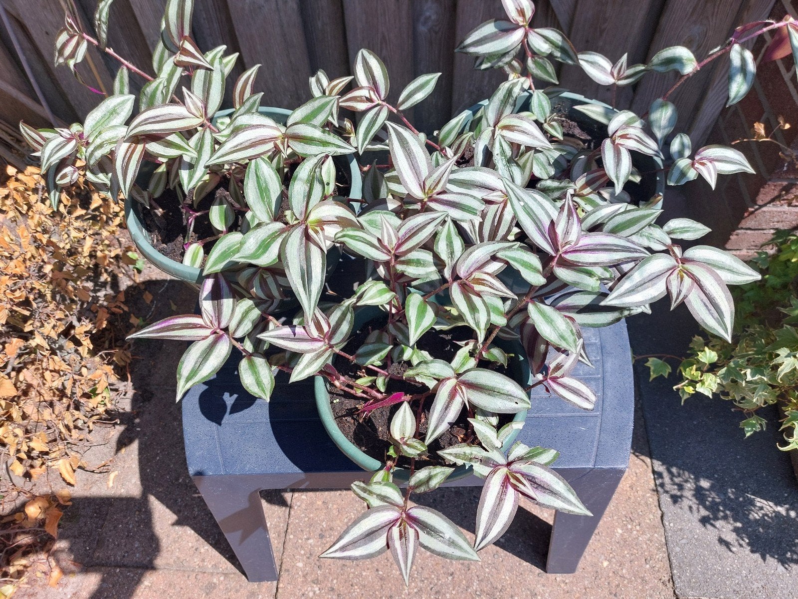 hangplant Tradescantia Zebrina, Ophalen, Overige soorten, Halfschaduw, Minder dan 100 cm