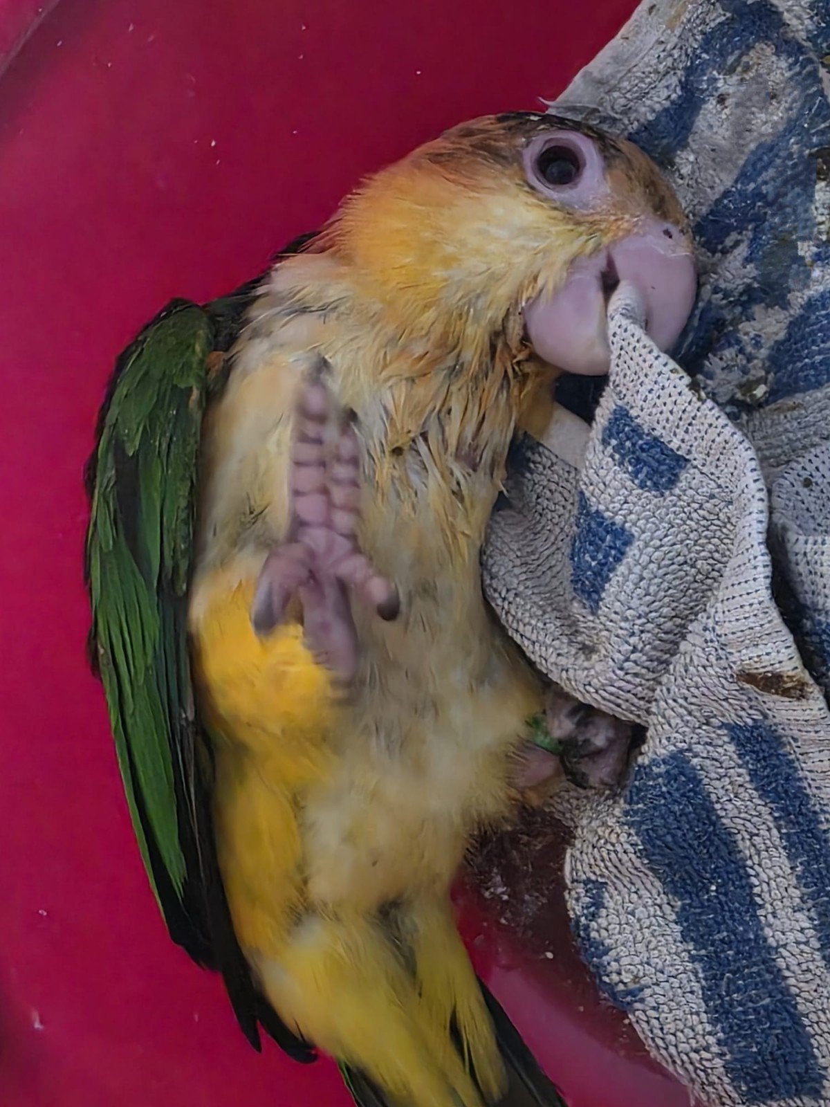 lieve handtame roestkop caique, Dieren en Toebehoren, Geslacht onbekend, Papegaai, Geringd