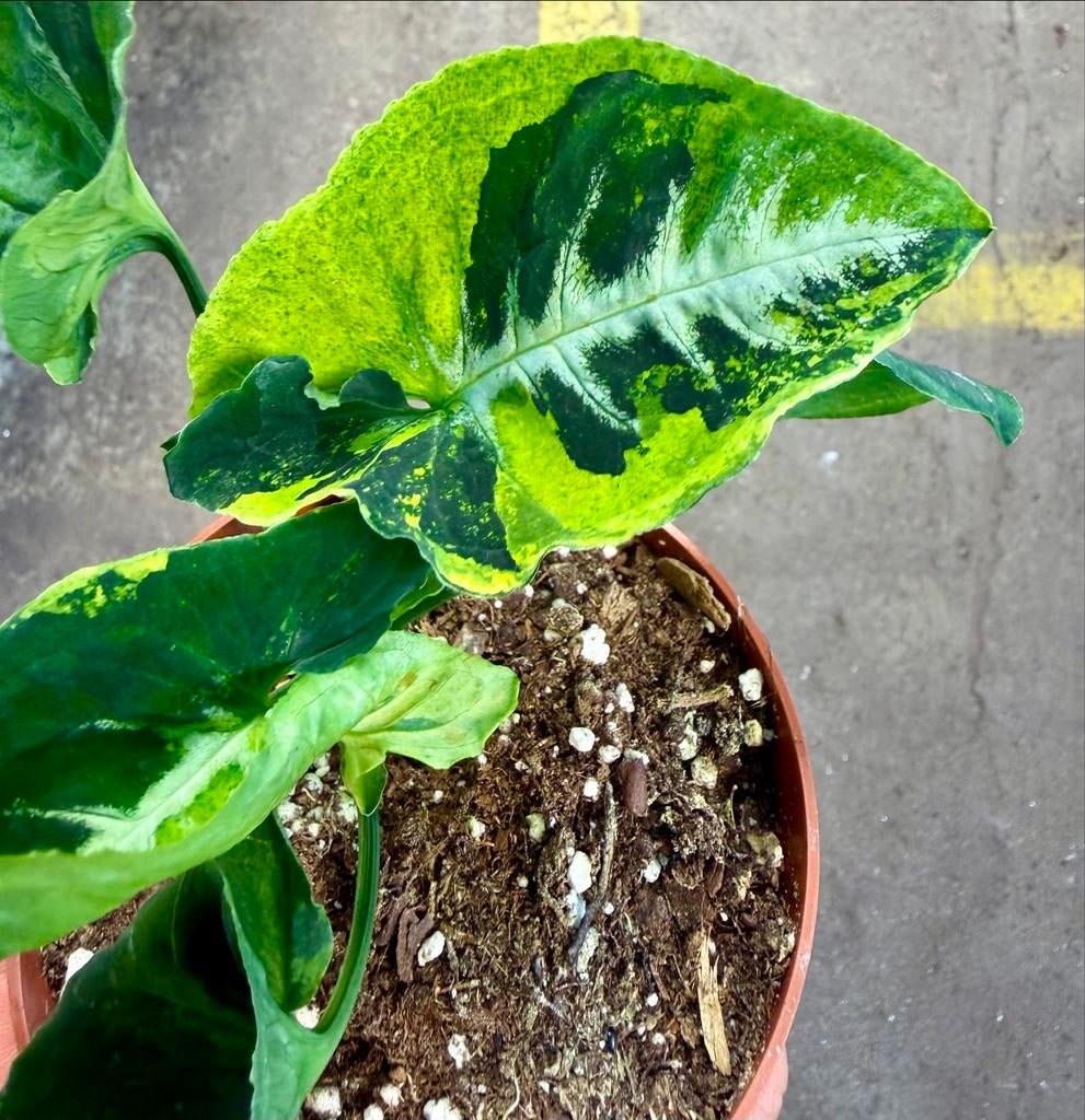 Syngonium Scrambled Eggs  p12, Overige soorten, In pot, Minder dan 100 cm, Groene kamerplant
