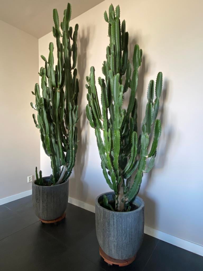 Grote Euphorbia Candelabrum Cactus, Ophalen, 200 cm of meer, In pot, Cactus
