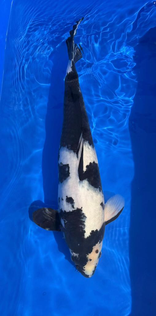 Hi Utsuri Omosako 46cm, Karper of Koi