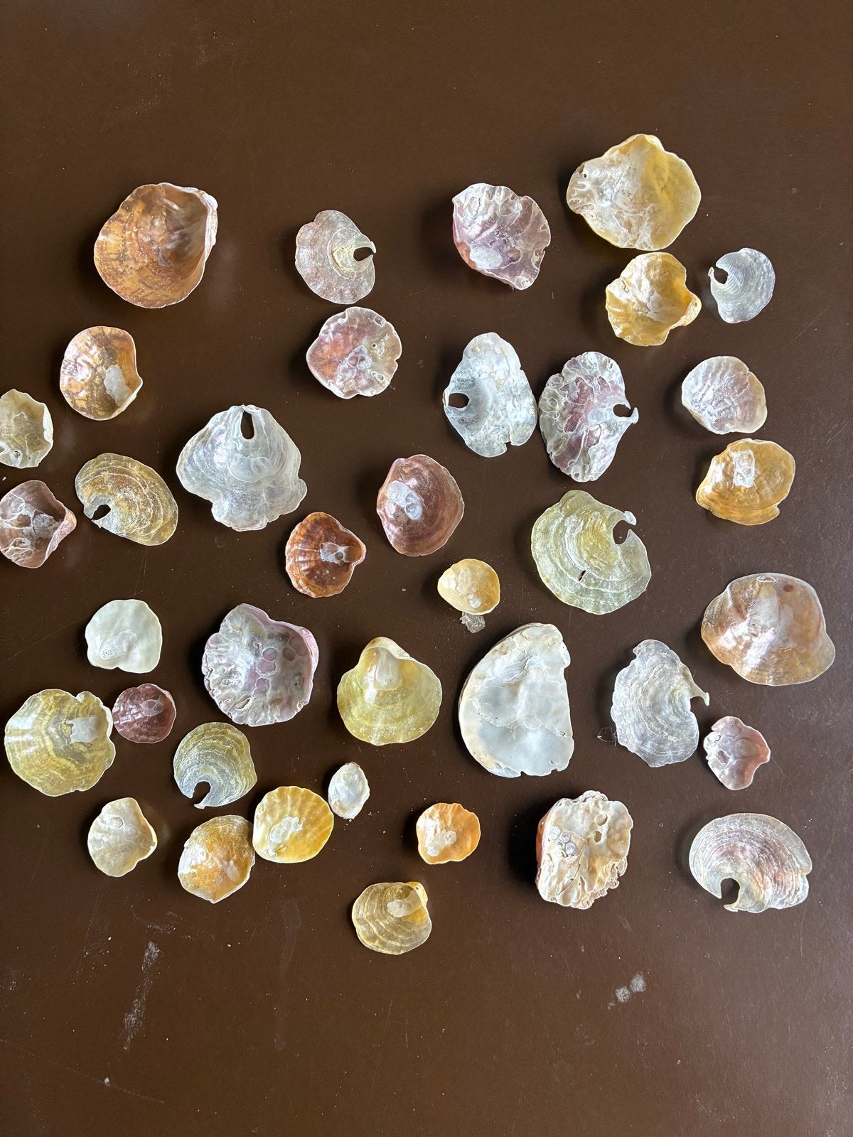 Mooie Parelmoer Schelpen - Decoratie & Knutselmateriaal, Ophalen of Verzenden, Gebruikt