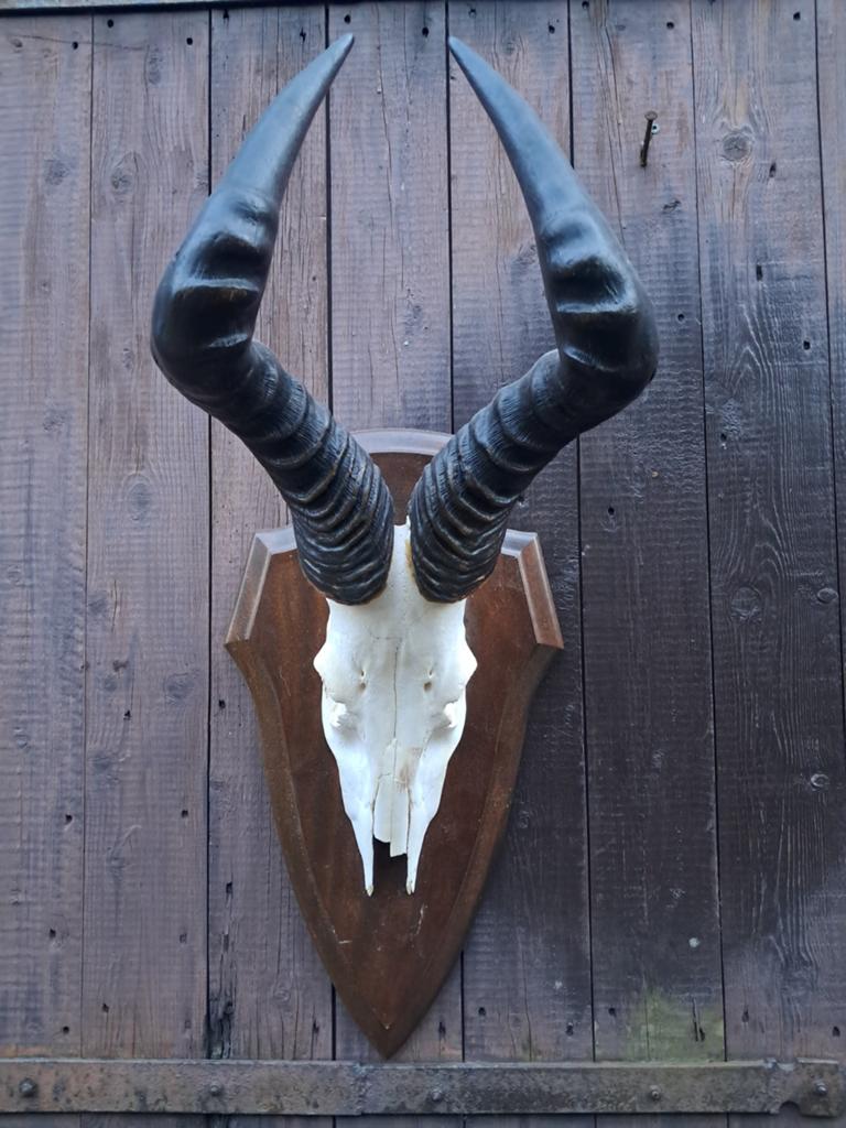 Hartenbeest schedel skull. Mancave, rariteitenkabinet, Ophalen of Verzenden, Gebruikt, Wild dier, Schedel
