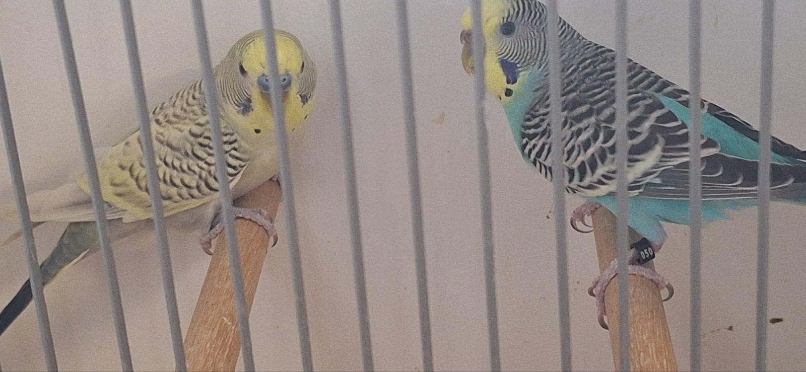 4 koppels grasparkieten, Dieren en Toebehoren, Vogels | Parkieten en Papegaaien, Meerdere dieren, Parkiet