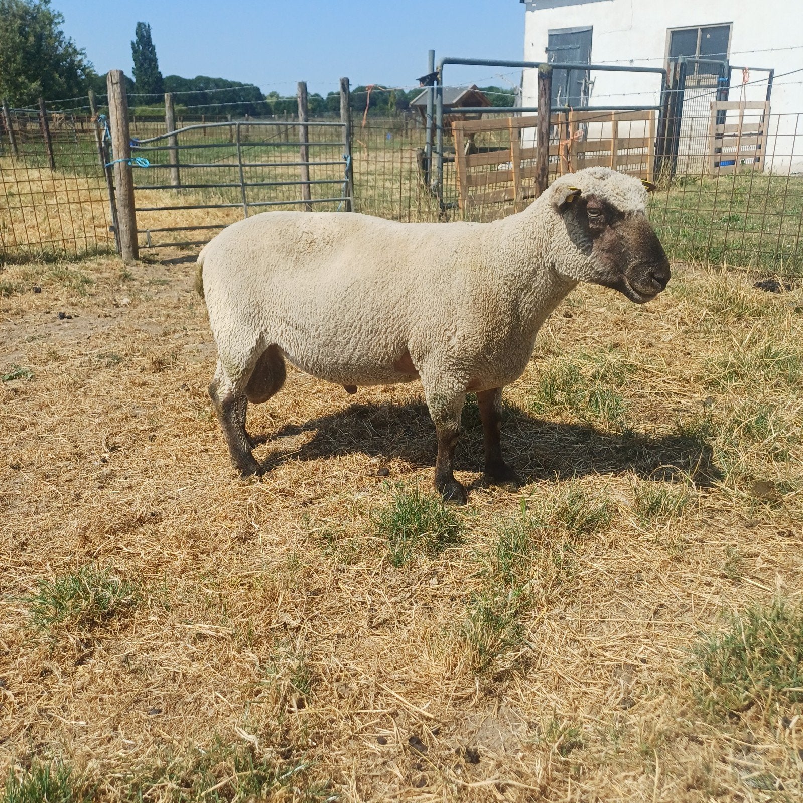 Mooi gebouwde Deense shrob shire dekram, Mannelijk, Schaap