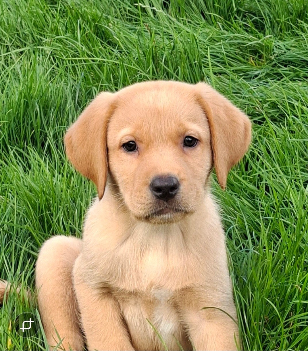Mooie labrador pups, Nederland, 8 tot 15 weken, Labrador retriever, Meerdere