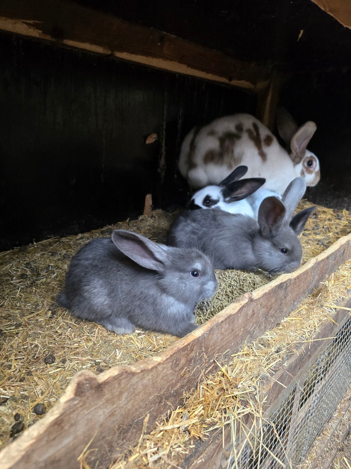 Lotharinger konijn, Dieren en Toebehoren, Konijnen, Meerdere dieren