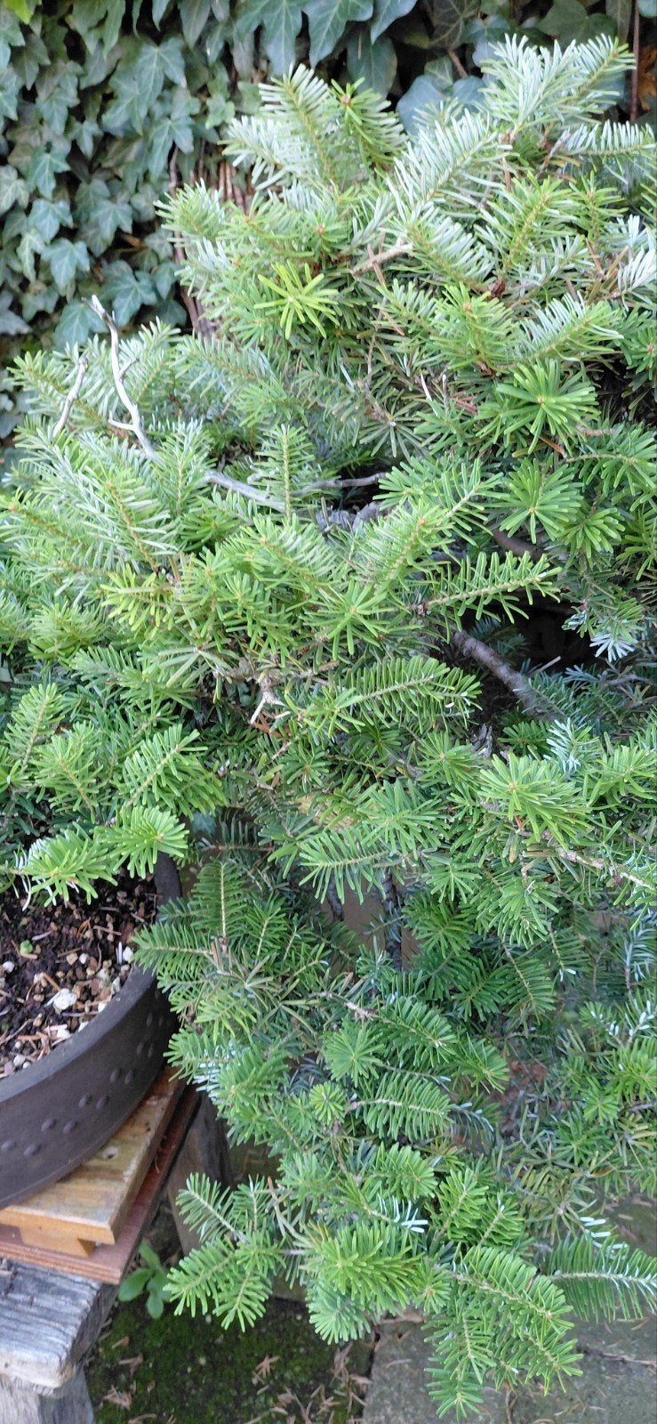 BONSAI, bod gevraagd op ABIES bonsai, Tuin en Terras, Planten | Tuinplanten, Ophalen of Verzenden, Overige soorten, Volle zon