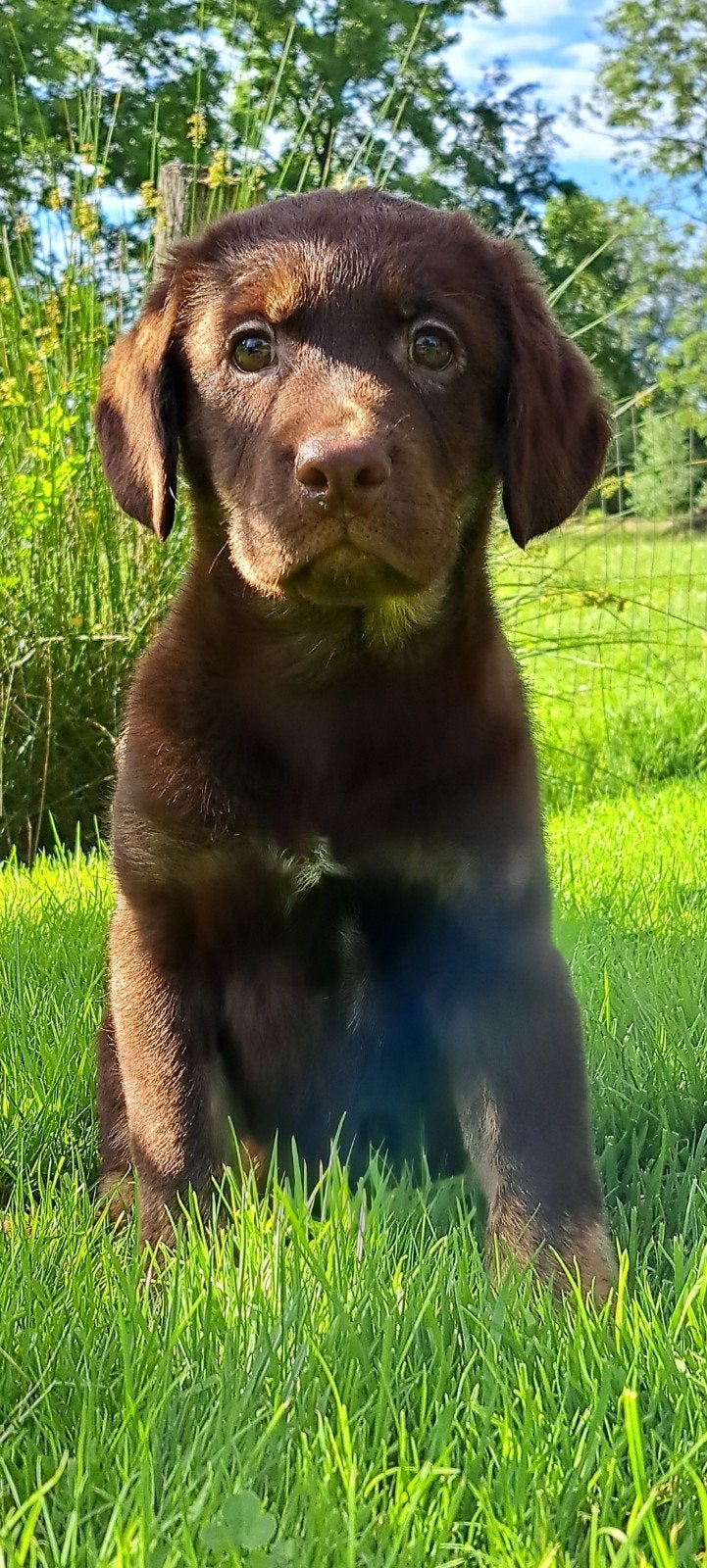 Sociale lieve friese-stabij  labrador pups volledig verzorg, Dieren en Toebehoren, Honden | Retrievers, Spaniëls en Waterhonden