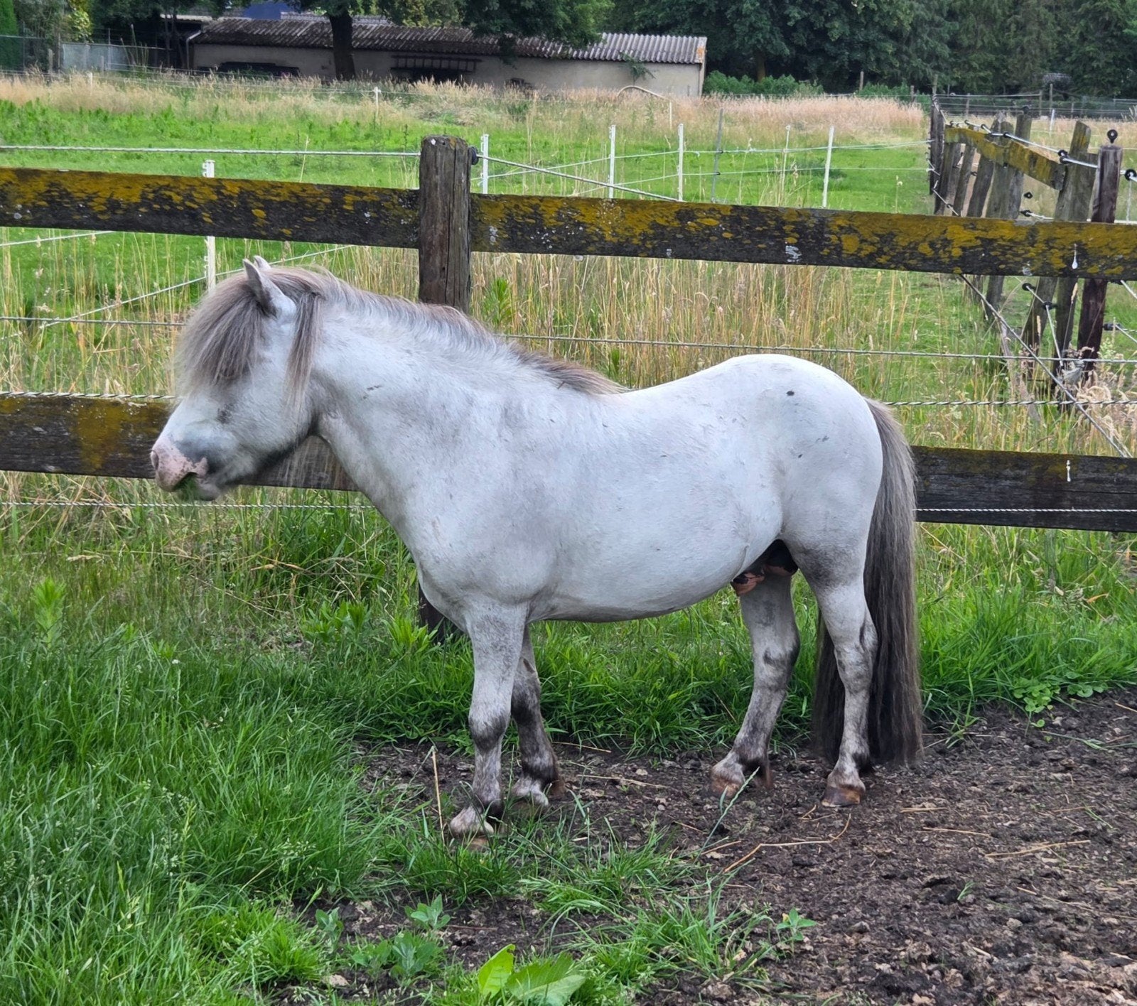 Falabella hengst, zwart merrieveulen en appaloosa jaarling, Meerdere dieren, Met stamboom