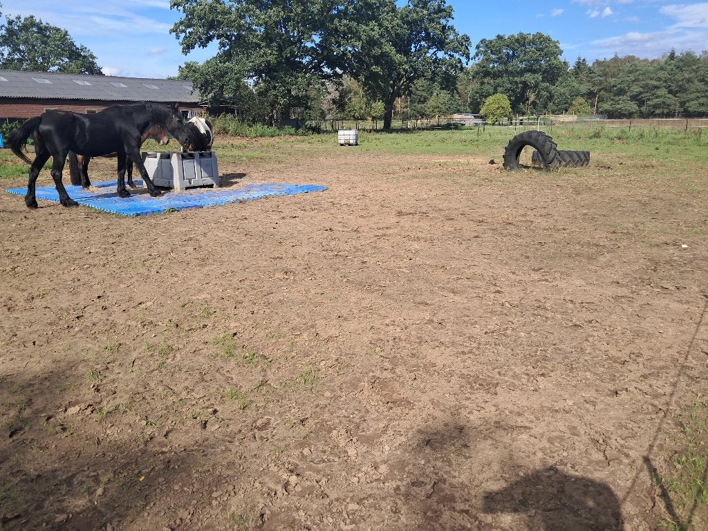 Pensionstalling 24/7 buiten paddock, Dieren en Toebehoren, Opfok, 2 of 3 paarden of pony's