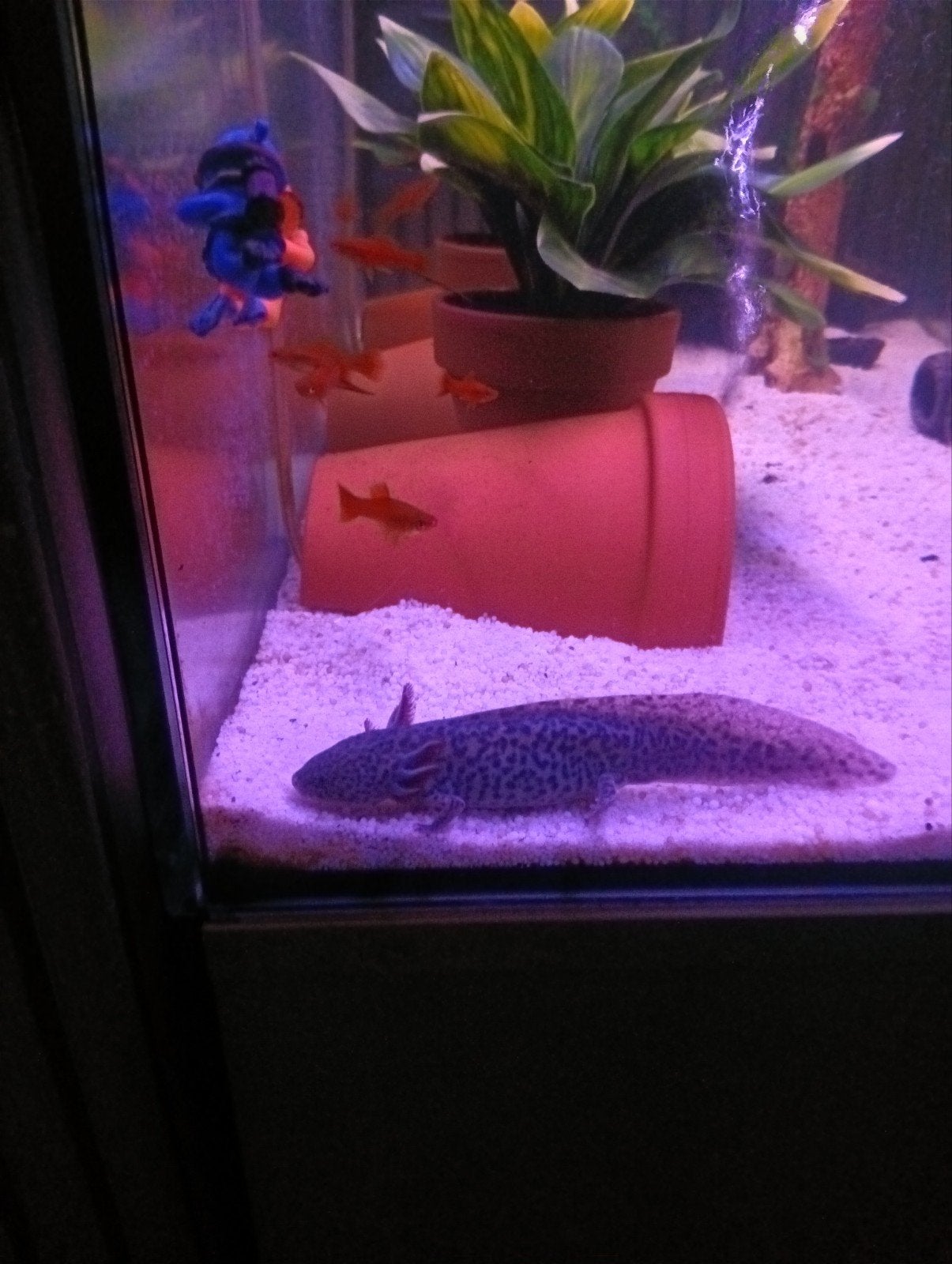 3 maal axolotl wildkleur