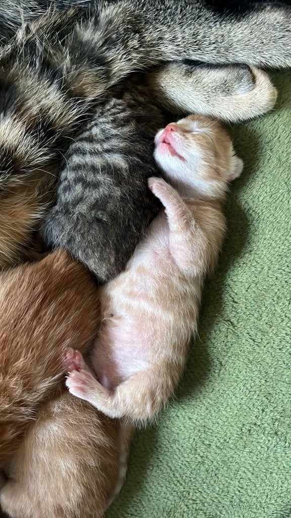 Kittens, Kater, Ontwormd, 0 tot 2 jaar