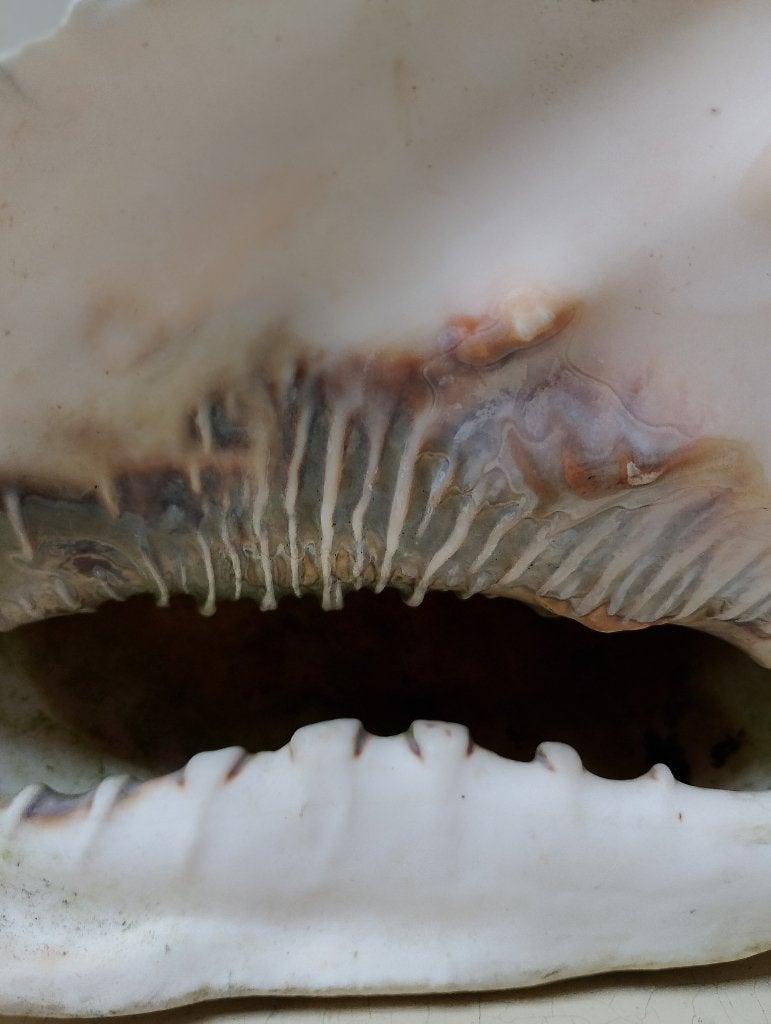 Schelp zeeslak Cassis beter bekend als een helmschelp, Ophalen of Verzenden, Schelp(en)