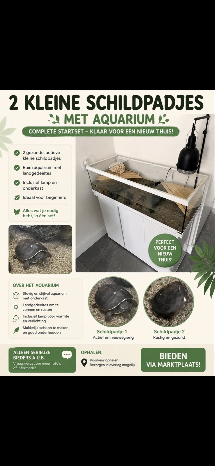 Twee kleine schildpatjes met Aquarium voor maar €75,00, Dieren en Toebehoren, Schildpad, 3 tot 6 jaar