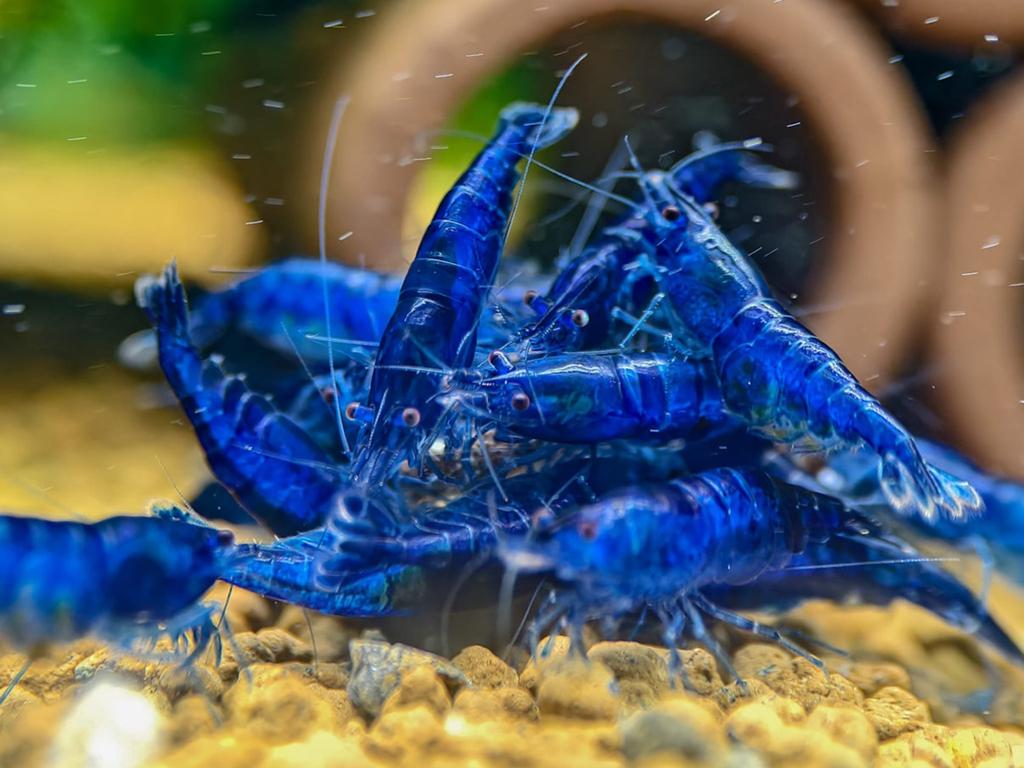 Blue dream neocaridina. High grade!, Dieren en Toebehoren, Kreeft, Krab of Garnaal