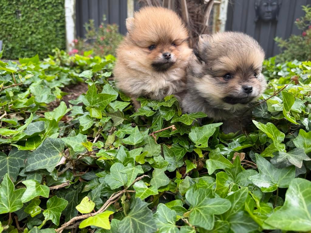 Pomeriaan pups twee teefjes orange sable /wolf sable, Dieren en Toebehoren, Overige rassen, 8 tot 15 weken, Teef, Meerdere