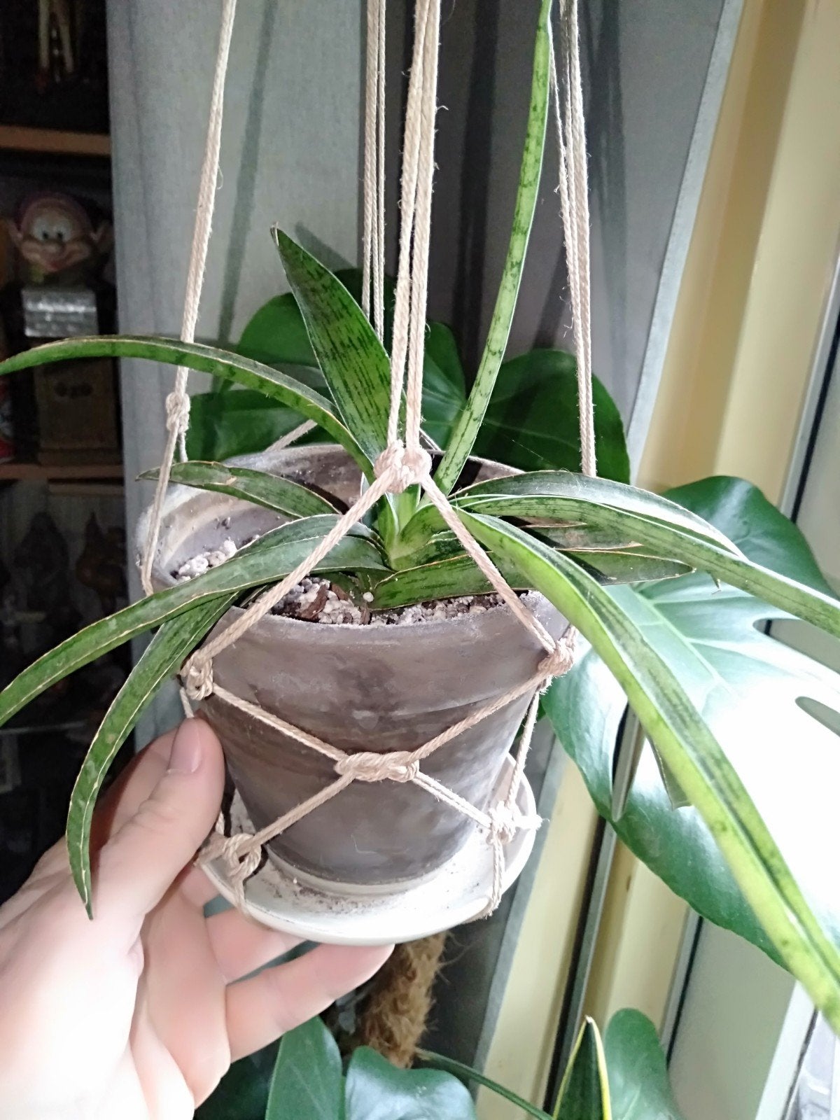 Kamerplantje in terracotta pot inclusief plantenhanger, Huis en Inrichting, Kamerplanten, Ophalen, Halfschaduw, Minder dan 100 cm