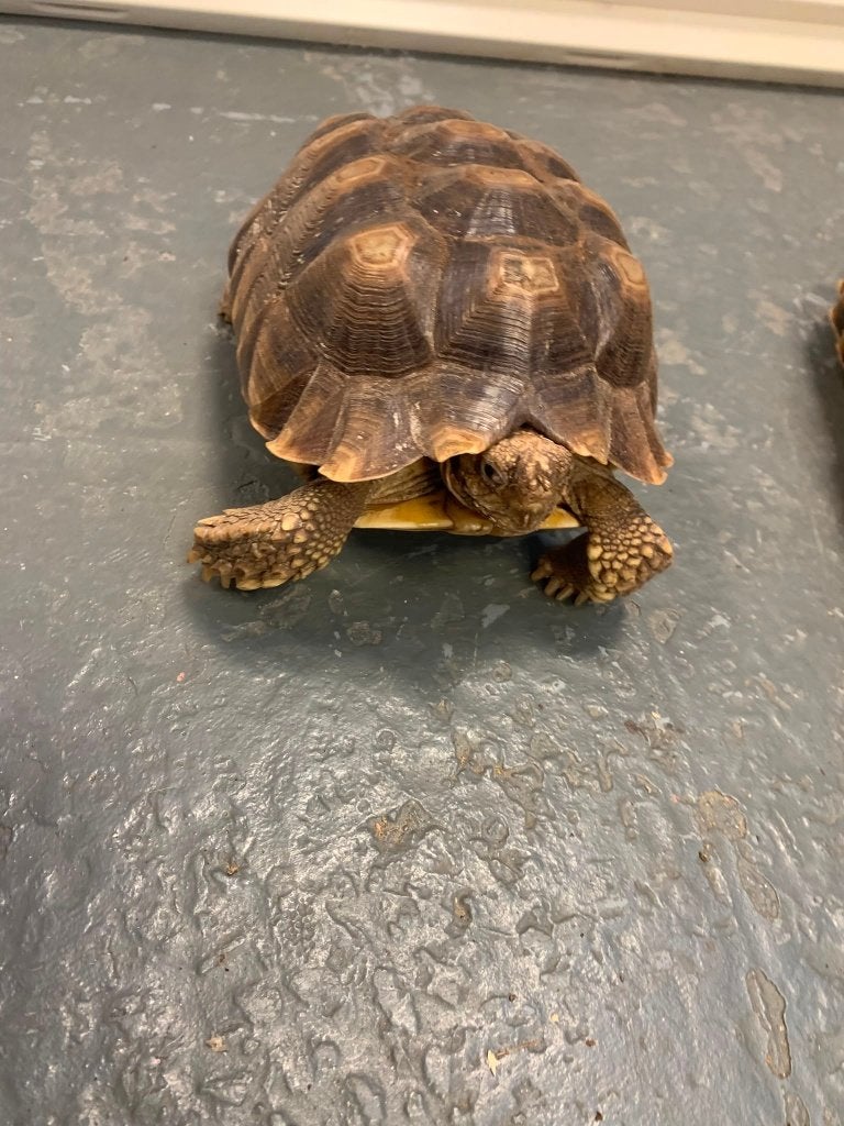 Centrochelys sulcata, Schildpad, 0 tot 2 jaar