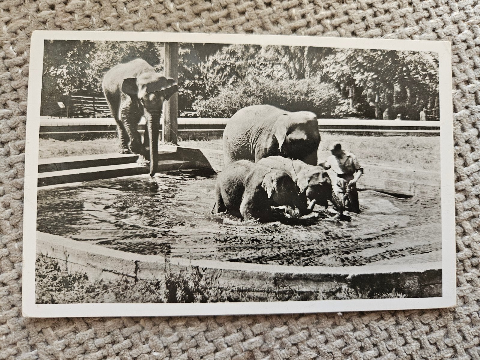 Diergaarde Blijdorp Rotterdam olifanten, Ophalen of Verzenden, 1940 tot 1960, Ongelopen
