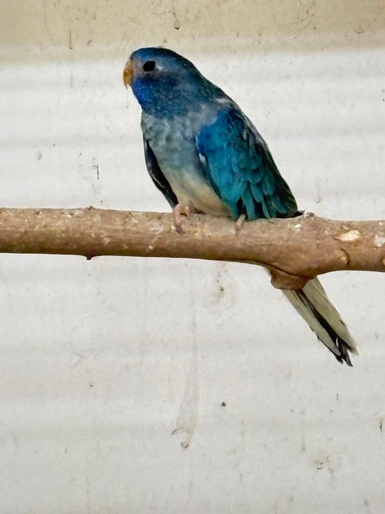 Blauw opaline Splendid pop, Vrouwelijk, Parkiet