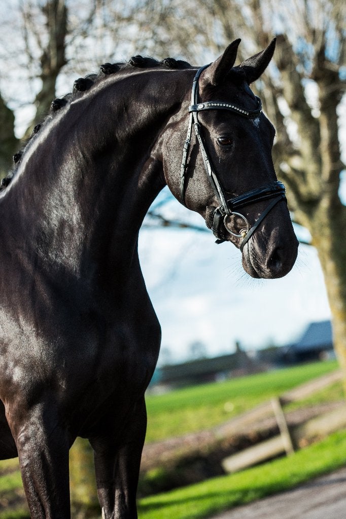 Jolie Geuzenhof | Elite fokmerrie drachtig van Red Viper, Merrie