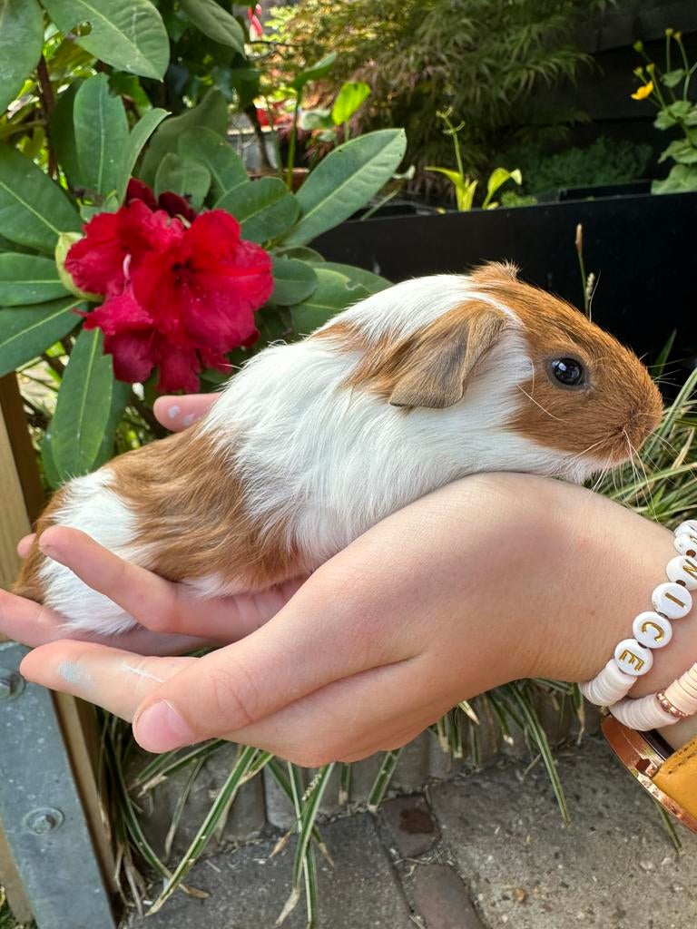 Schattige jonge Cavia’s zoeken gouden huisje!, Cavia, April, Meerdere dieren, Tam