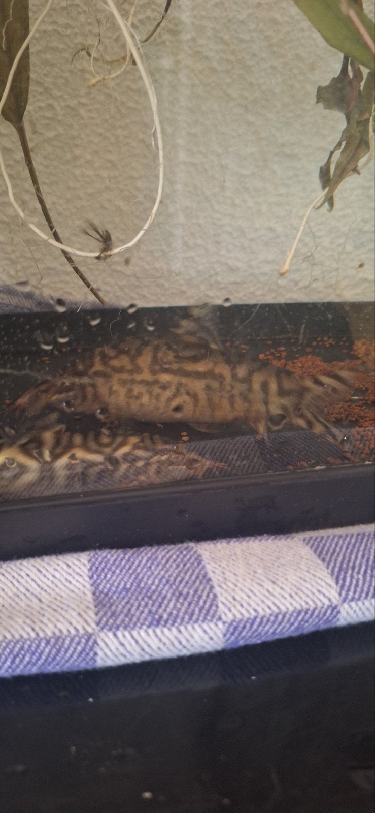 botia zo snel mogelijk ophalen, Dieren en Toebehoren, Vissen | Aquariumvissen, Vis