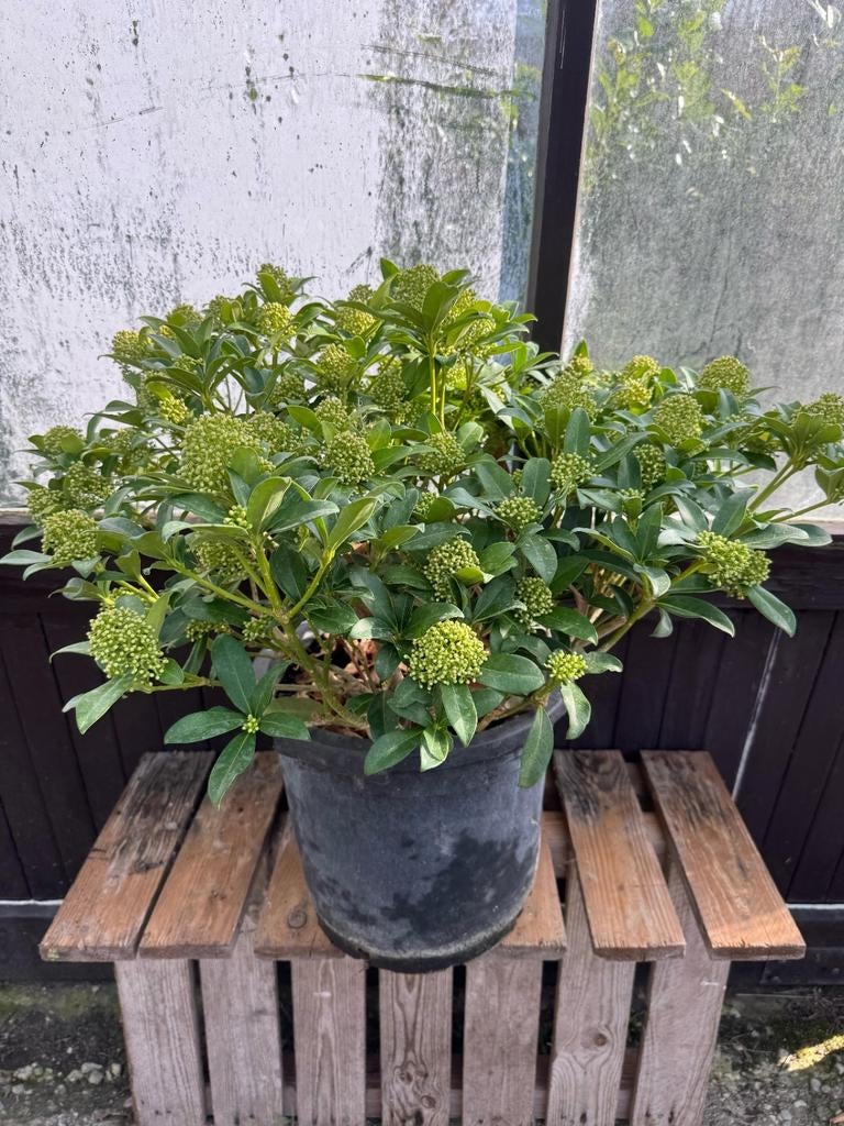 Te koop: Skimmia in pot, Ophalen, In pot, Volle zon, Overige soorten