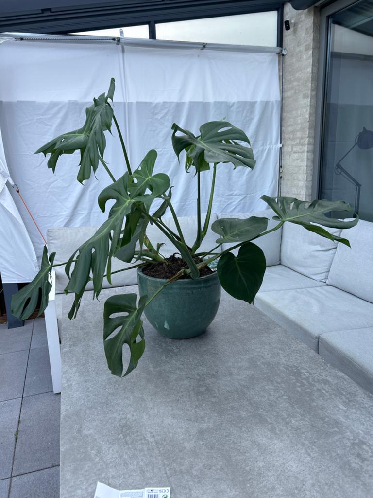Grote Monstera Deliciosa in groene pot, Huis en Inrichting, Kamerplanten, Ophalen, Overige soorten, Halfschaduw, In pot