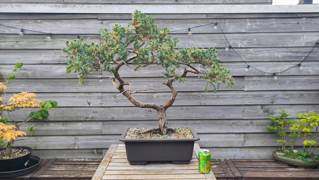 Juniperus Bonsai - Unieke Vorm, Ophalen, Overige soorten, Volle zon