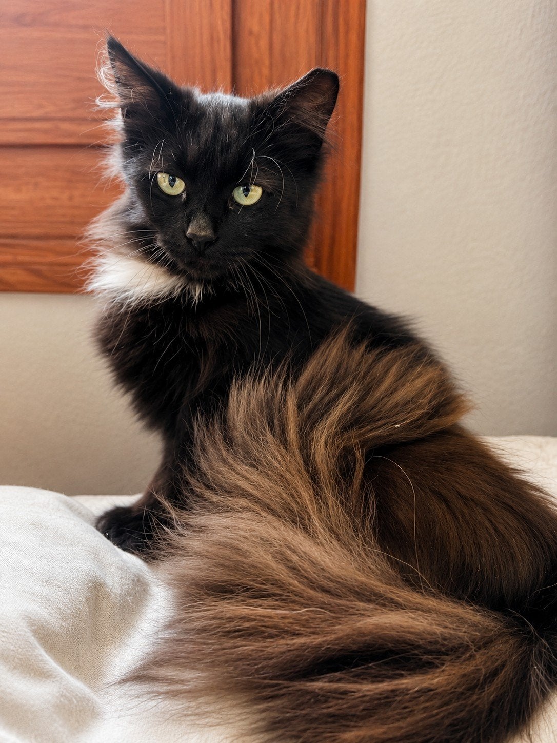 Fluffy zwarte Egeïsche poes 6mnd gester/ingeënt/gechipt, Dieren en Toebehoren, Poes, Langharig, 0 tot 2 jaar