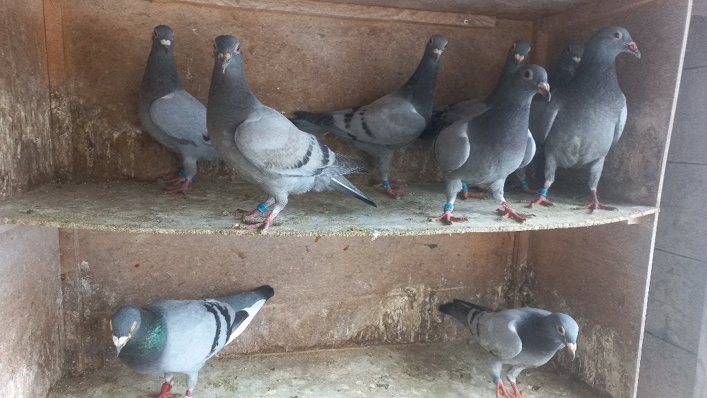 jonge postduiven uit de kwekers, Meerdere dieren, Postduif
