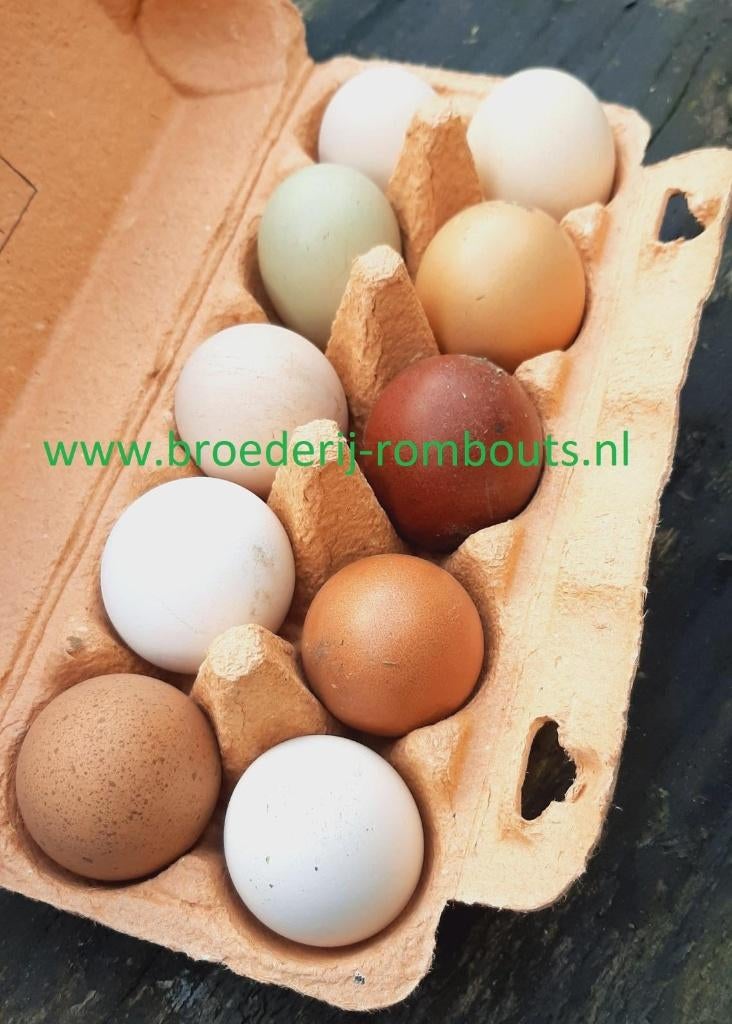 Broedeieren van diverse rassen van echte fokker, Dieren en Toebehoren, Geslacht onbekend, Kip