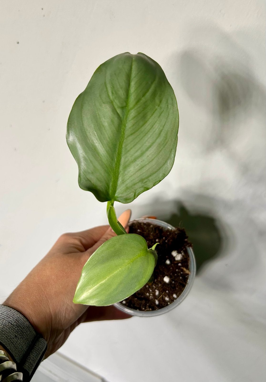 Philodendron Silver Sword, Huis en Inrichting, Ophalen of Verzenden