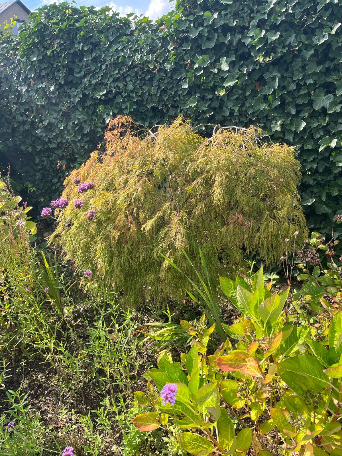 Japanse Esdoorn (Acer Palmatum Dissectum), Tuin en Terras, Ophalen, Esdoorn, Struik, Minder dan 100 cm