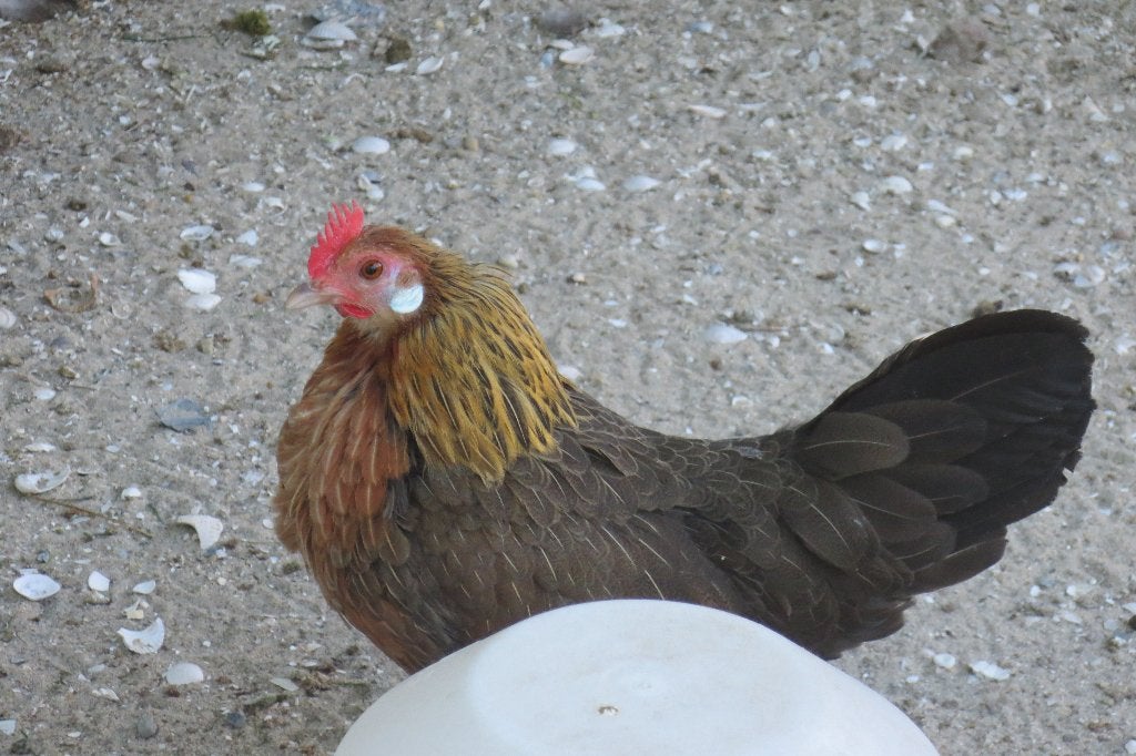Krielkippen Hollandse kriel, Dieren en Toebehoren, Pluimvee, Meerdere dieren, Kip