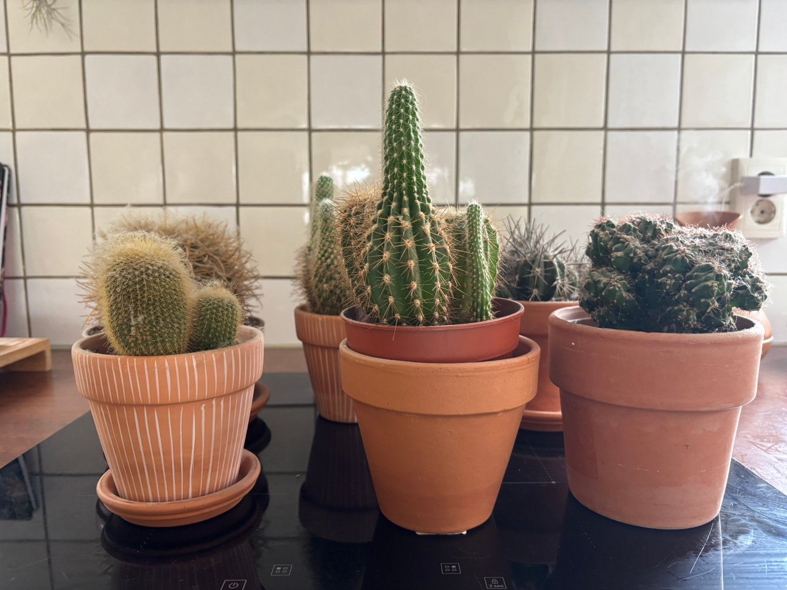 Diverse cactussen, Ophalen, Halfschaduw, Minder dan 100 cm