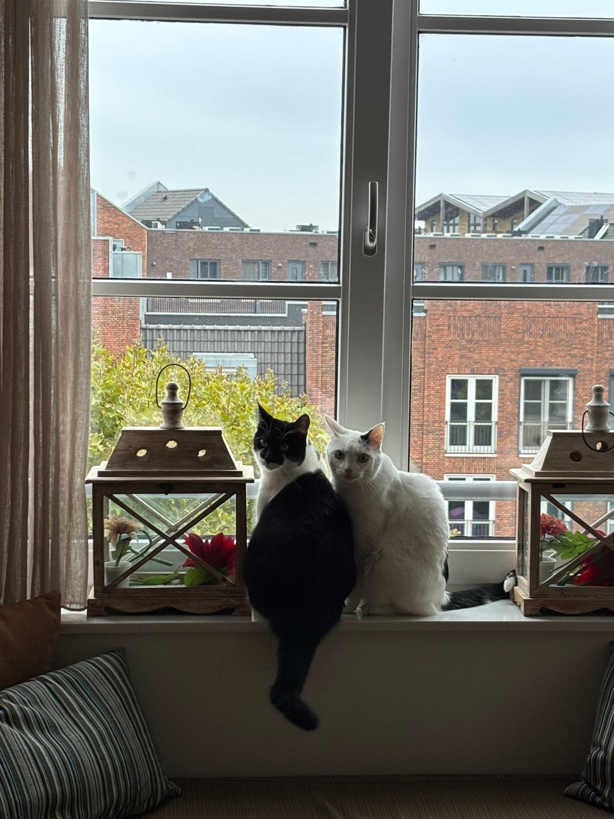 Twee lieve katers, Dieren en Toebehoren, Kater