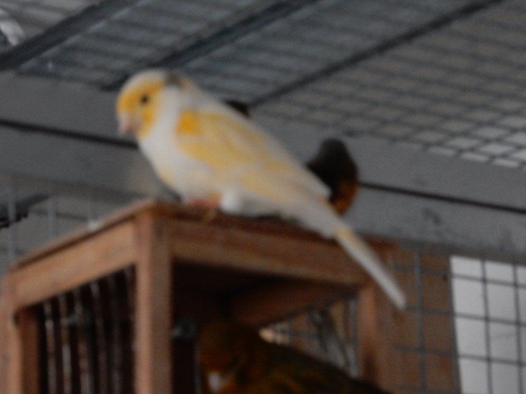 kanarie, Dieren en Toebehoren, Vogels | Kanaries, Mannelijk, Kleurkanarie