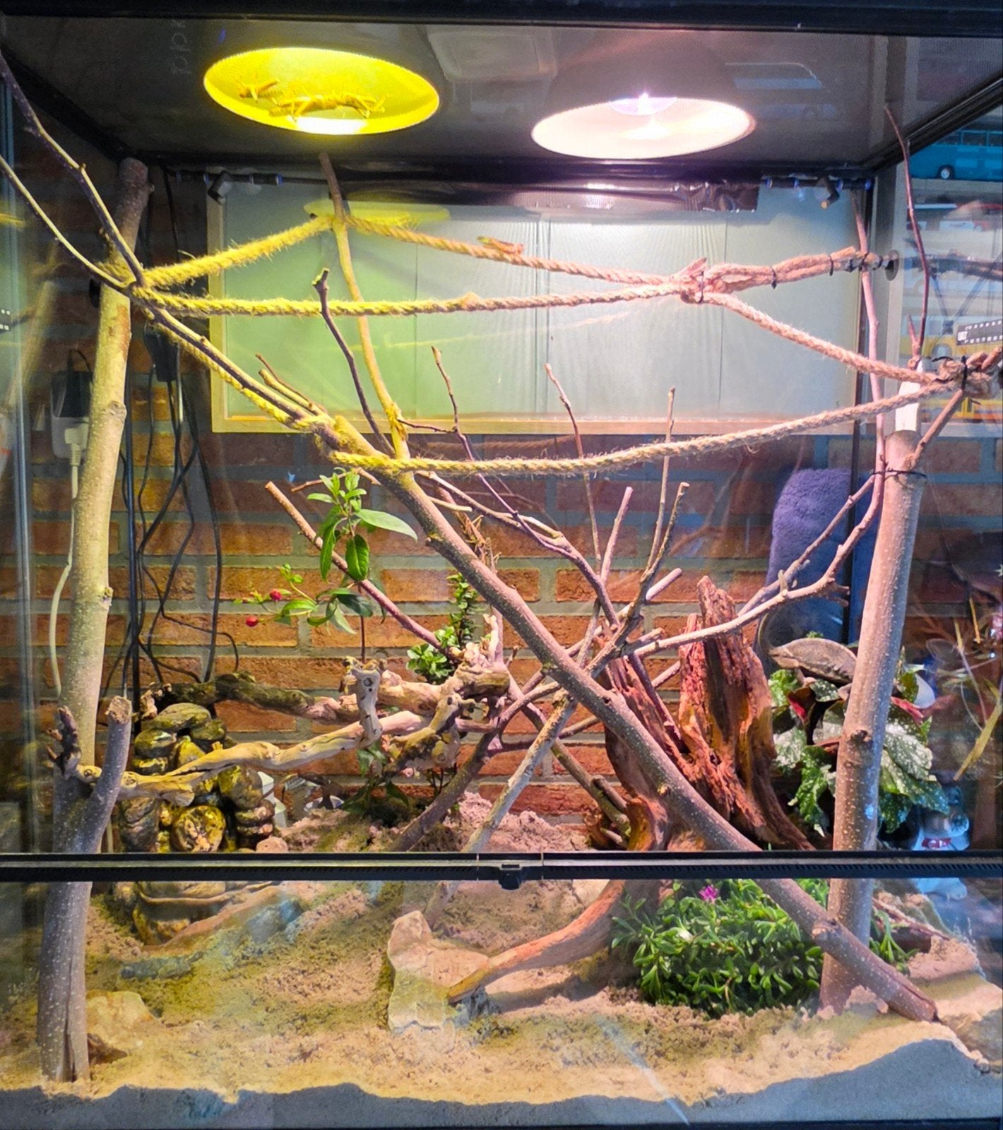 mooi terrarium, Ophalen, Zo goed als nieuw, Terrarium of Paludarium