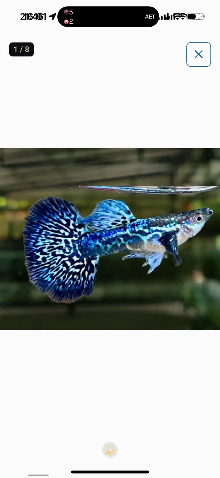 Prachtige Rasechte Mosaic Blue Guppies (Import Thailand), Dieren en Toebehoren, Vis