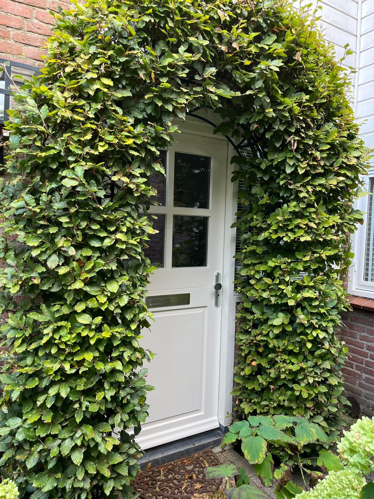 Smeedijzeren boog, Tuin en Terras, Ophalen, Bloeit niet, Halfschaduw, Overige soorten
