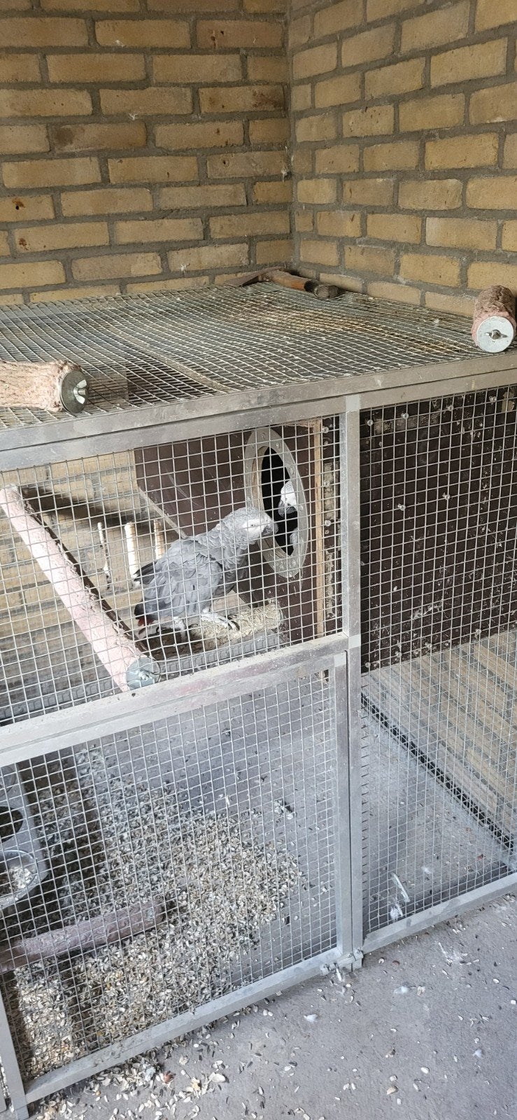 grijze roodstaart, Dieren en Toebehoren, Meerdere dieren