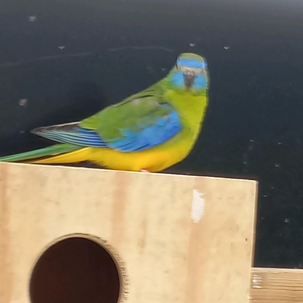 Turquoisine parkiet pop, Vrouwelijk