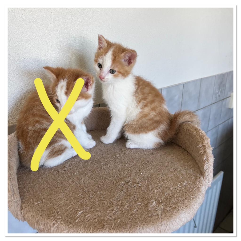 Mooie kittens, Dieren en Toebehoren, Meerdere dieren