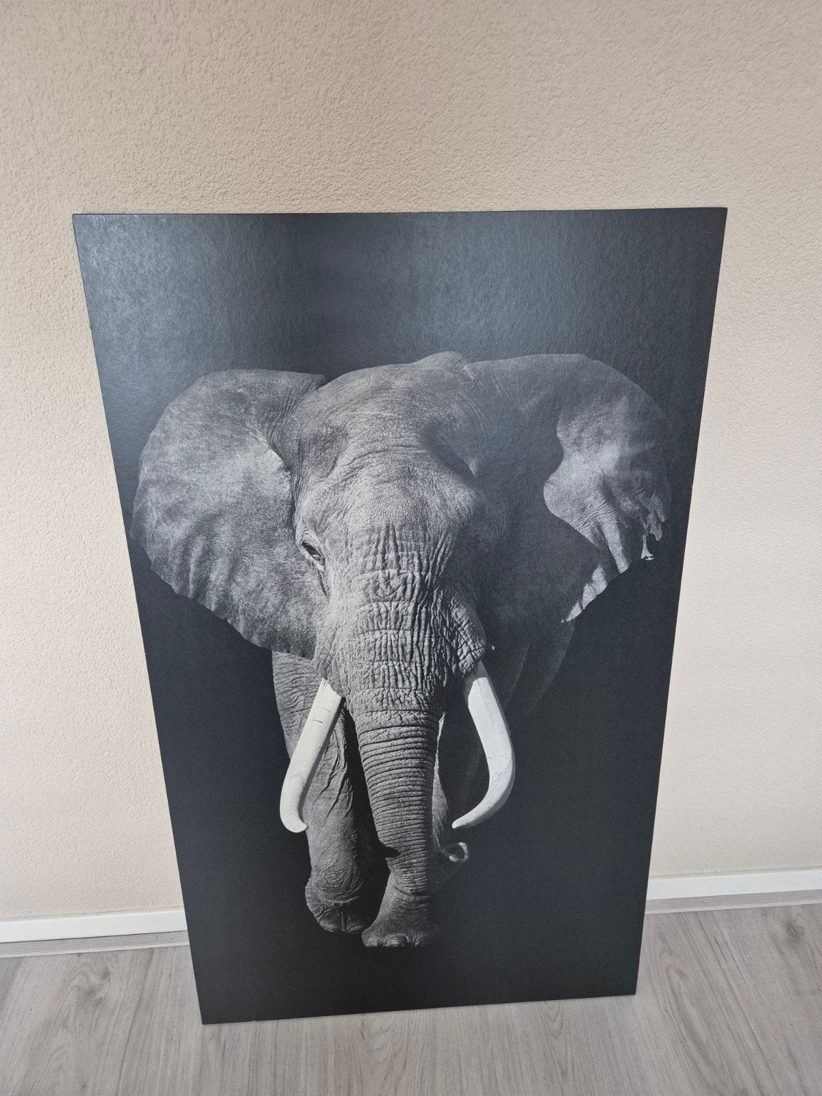 Indrukwekkende olifant foto op canvas, Ophalen of Verzenden, Foto, Fotografie
