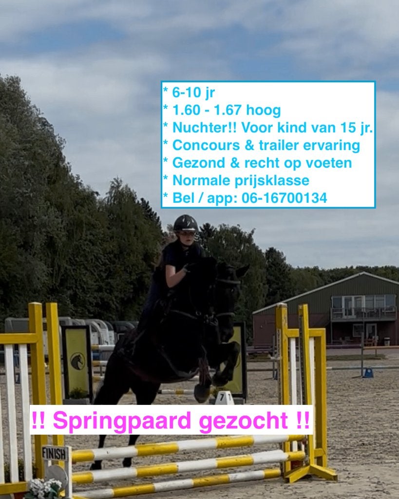 Springpaardje / allrounder gezocht, Merrie, Springpaard, L, 7 tot 10 jaar