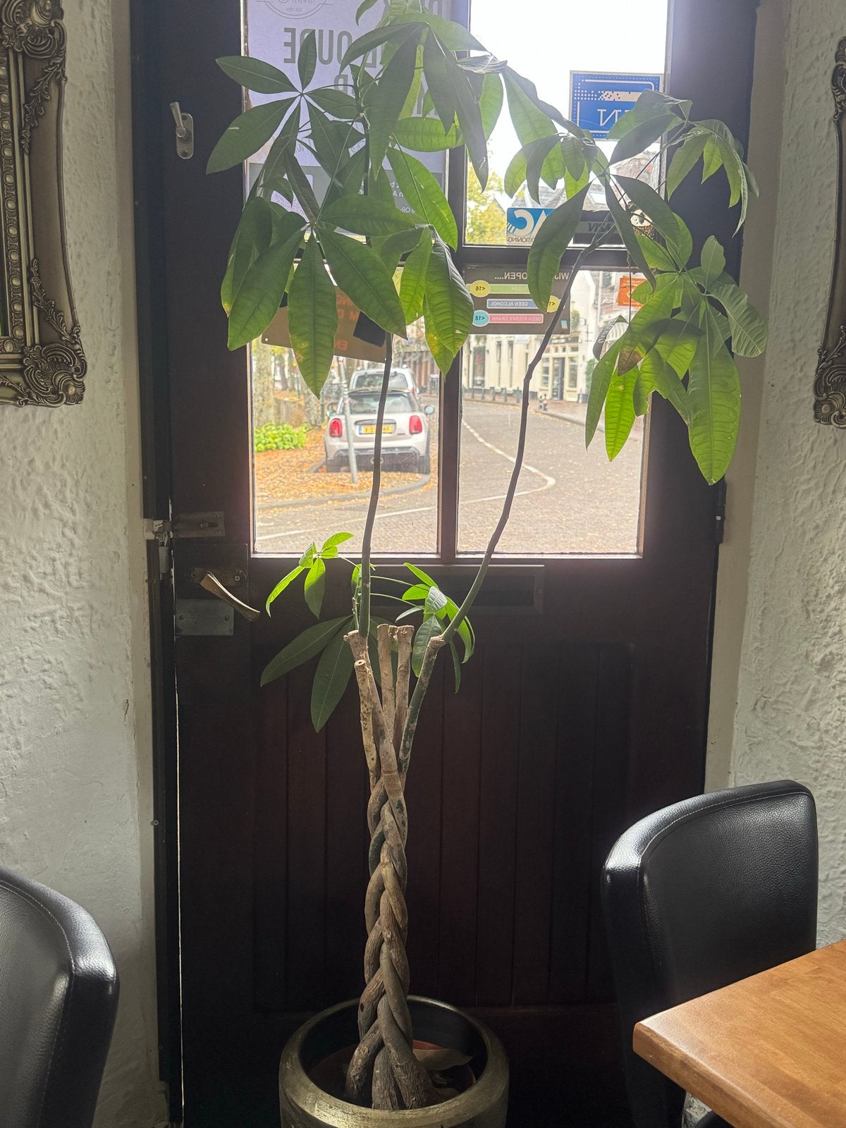 Gevlochten Pachira Aquatica (geldboom) met vaas, Vaste plant, Bloeit niet, Halfschaduw, Ophalen